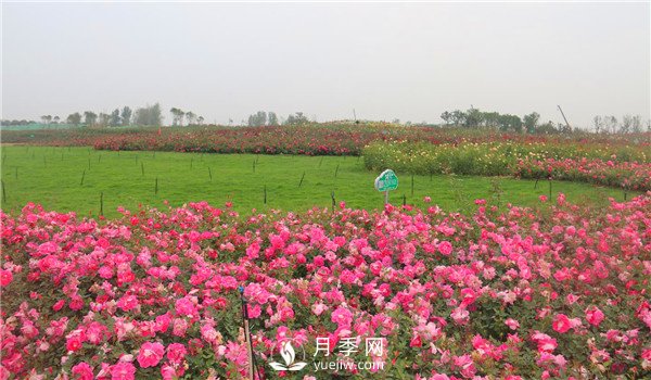 多頭豐花月季有那些品種，豐花月季排行榜！(圖1)