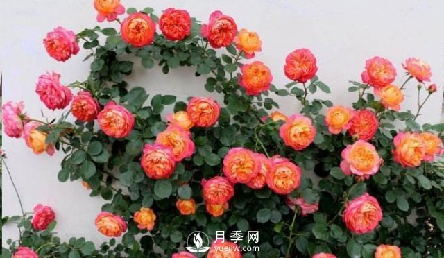 推薦5種多刺月季品種，院子周?chē)苑N做籬笆，扎哭小偷(圖3)
