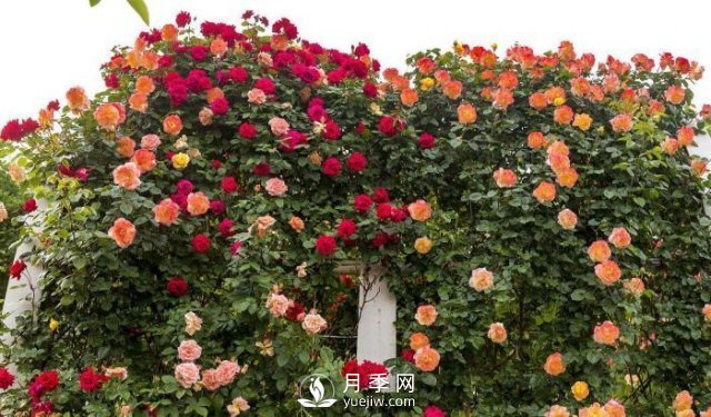 推薦5種多刺月季品種，院子周?chē)苑N做籬笆，扎哭小偷(圖1)