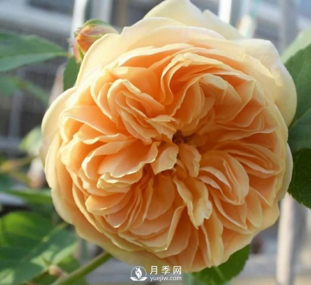 推薦5種多刺月季品種，院子周?chē)苑N做籬笆，扎哭小偷(圖5)