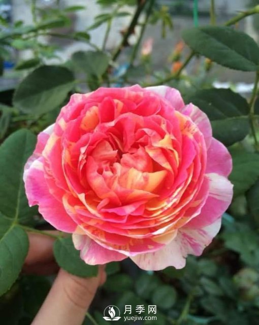 推薦5種多刺月季品種，院子周?chē)苑N做籬笆，扎哭小偷(圖4)