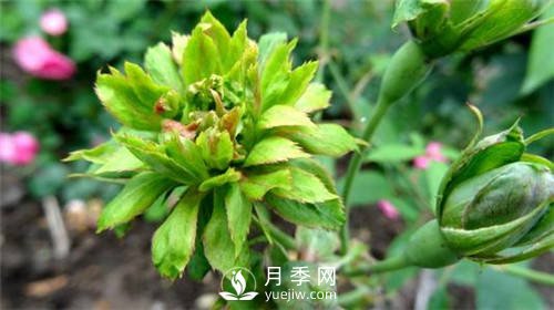 你見過綠色的月季花嗎？介紹下綠萼月季(圖2)