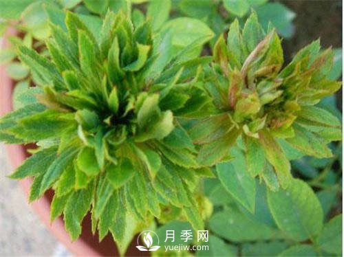 你見過綠色的月季花嗎？介紹下綠萼月季(圖1)