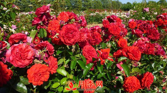 紅色龍沙寶石簡(jiǎn)稱紅龍 你知道咋養(yǎng)嗎？(圖1)