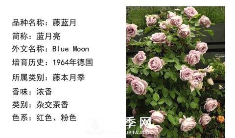 藤本月季經(jīng)典品種介紹，每一款都很美(圖11)