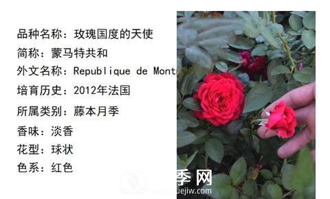 藤本月季經(jīng)典品種介紹，每一款都很美(圖13)