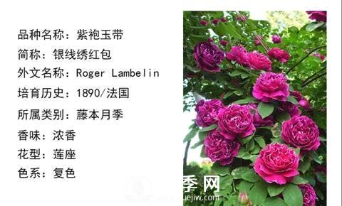 藤本月季經(jīng)典品種介紹，每一款都很美(圖5)