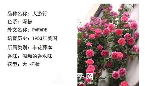 藤本月季經(jīng)典品種介紹，每一款都很美(圖1)