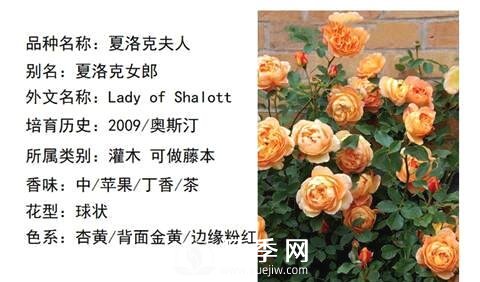 藤本月季經(jīng)典品種介紹，每一款都很美(圖8)