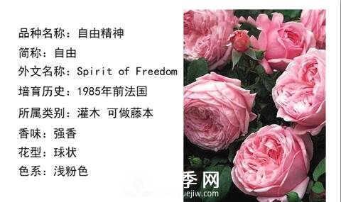 藤本月季經(jīng)典品種介紹，每一款都很美(圖4)