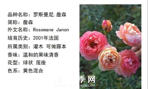 藤本月季經(jīng)典品種介紹，每一款都很美(圖6)