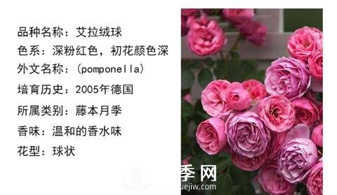 藤本月季經(jīng)典品種介紹，每一款都很美(圖14)