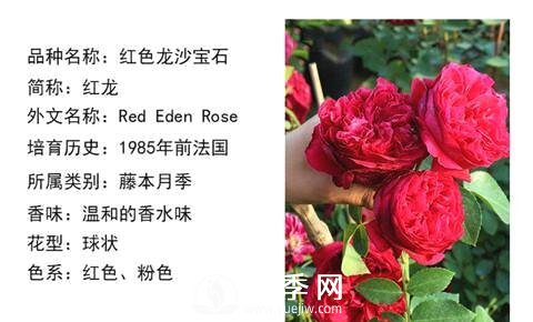 藤本月季經(jīng)典品種介紹，每一款都很美(圖2)