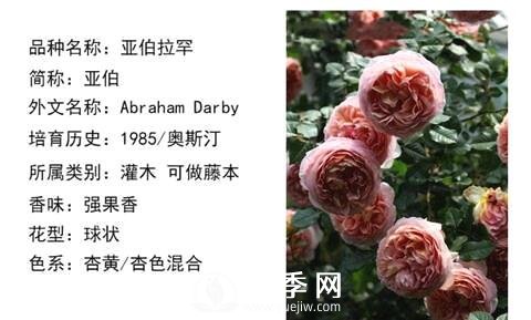 藤本月季經(jīng)典品種介紹，每一款都很美(圖7)