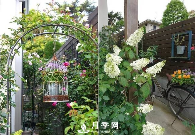 ***耐陰的藤本月季，你知道嗎(圖1)