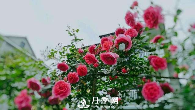 ***耐陰的藤本月季，你知道嗎(圖2)