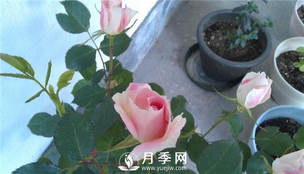 推薦豐花仙境月季，抗旱抗病，開花效果棒(圖4)