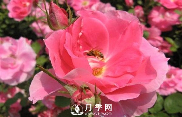 推薦豐花仙境月季，抗旱抗病，開花效果棒(圖5)