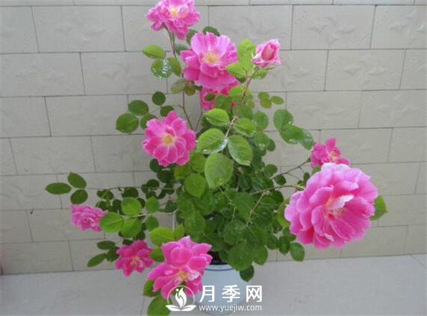 推薦豐花仙境月季，抗旱抗病，開花效果棒(圖2)