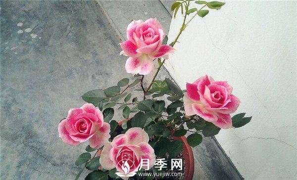 推薦豐花仙境月季，抗旱抗病，開花效果棒(圖3)