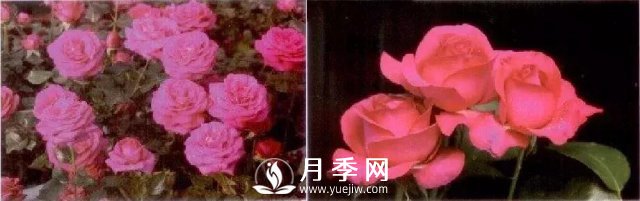 俞紅強團隊自育月季新品種有哪些？(圖2)