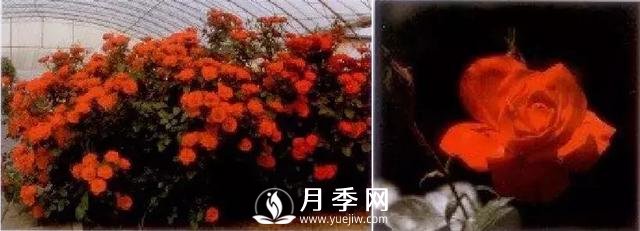 俞紅強團隊自育月季新品種有哪些？(圖3)