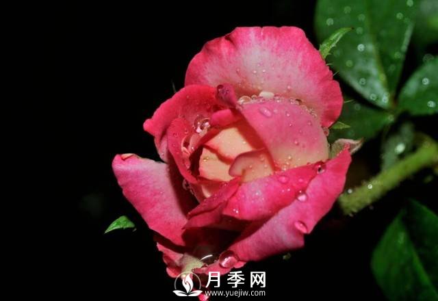 秋天是月季的盛花期 你需要這樣養(yǎng)護(圖1)