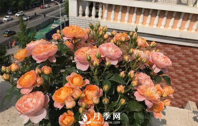 果汁陽臺，近年來流行的陽臺盆栽微型月季(圖3)