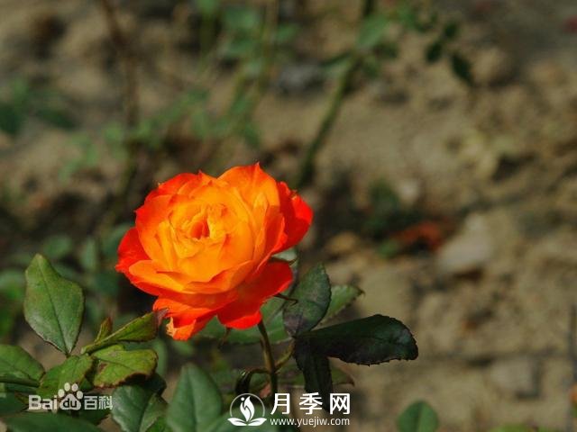 微型月季是現代月季的一種 適合于做盆栽月季(圖3)