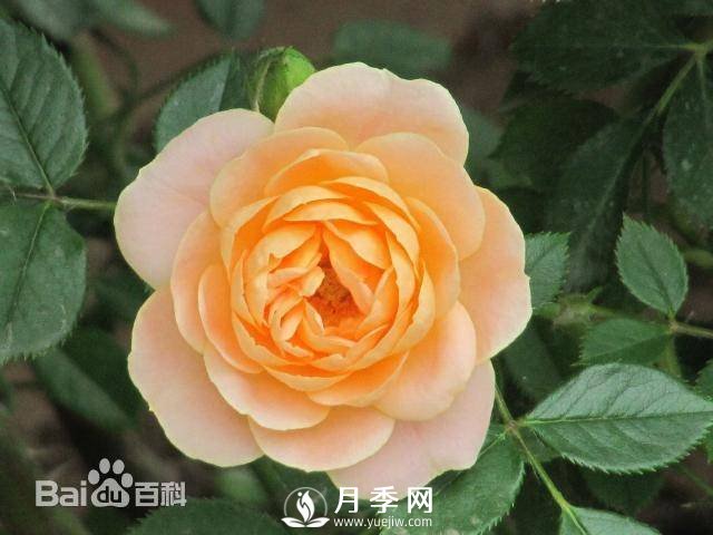 微型月季是現代月季的一種 適合于做盆栽月季(圖2)