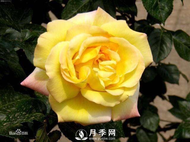 微型月季是現代月季的一種 適合于做盆栽月季(圖1)