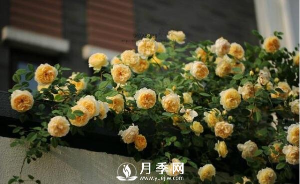 想月季四季開(kāi)花？陽(yáng)臺(tái)栽培技術(shù)必看不可(圖1)