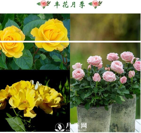 想月季四季開(kāi)花？陽(yáng)臺(tái)栽培技術(shù)必看不可(圖2)