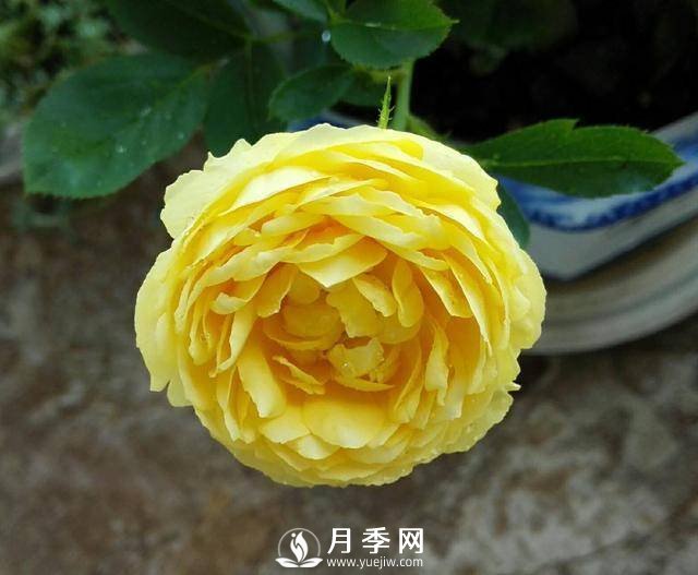 養(yǎng)好月季看“條件”，具備這2個要求，葉綠開花旺(圖1)