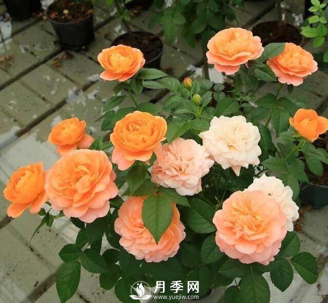 月季花黃葉怎么辦？注意4個(gè)細(xì)節(jié)，葉片綠又亮(圖1)