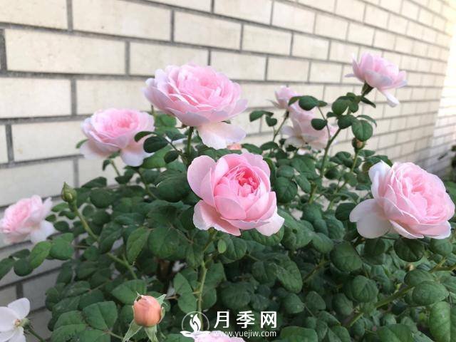 月季花黃葉怎么辦？注意4個(gè)細(xì)節(jié)，葉片綠又亮(圖2)