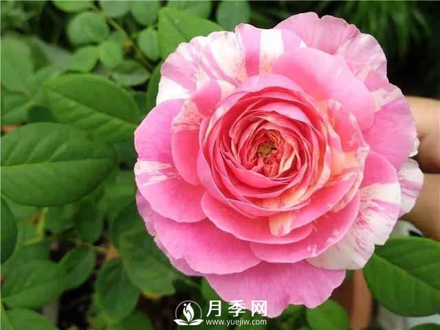 夏季養(yǎng)月季，如何快速的給土壤降溫(圖1)