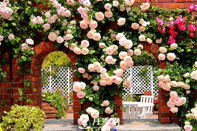 一年四季開花不斷，花墻花柱造型任你塑造(圖3)