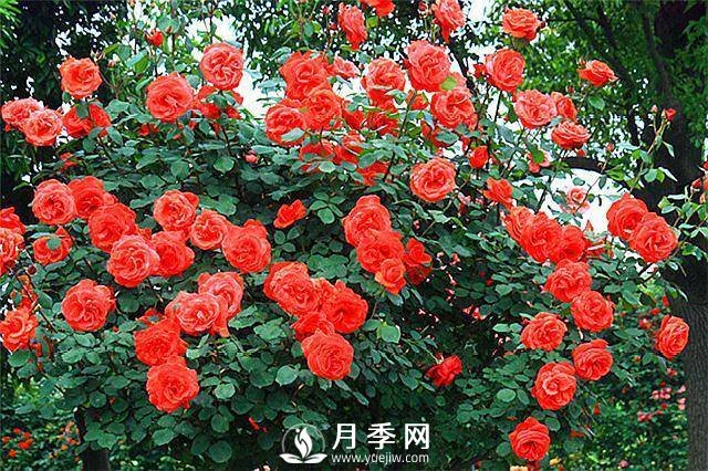 一年四季開花不斷，花墻花柱造型任你塑造(圖5)