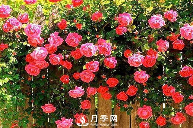 一年四季開花不斷，花墻花柱造型任你塑造(圖4)