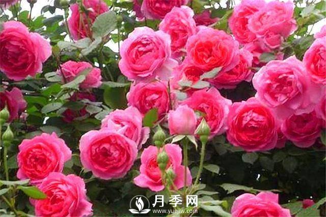 一年四季開花不斷，花墻花柱造型任你塑造(圖6)