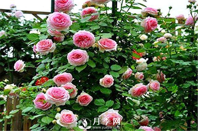 一年四季開花不斷，花墻花柱造型任你塑造(圖2)