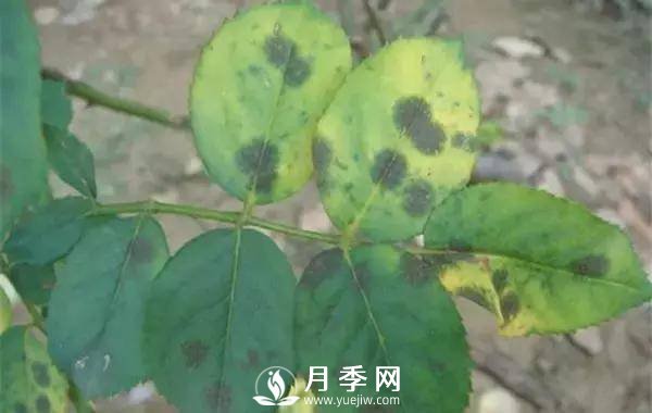 養(yǎng)護(hù)好月季花，這些蟲(chóng)害技巧你要知道(圖1)