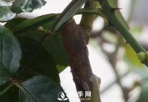 養(yǎng)護(hù)好月季花，這些蟲(chóng)害技巧你要知道(圖9)