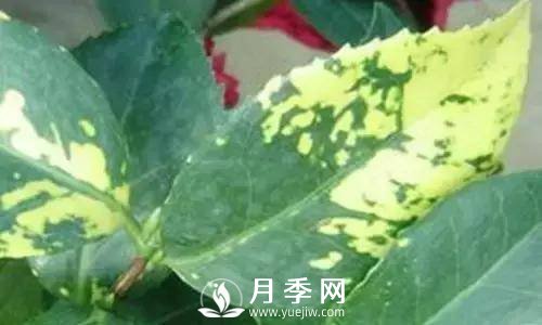 養(yǎng)護(hù)好月季花，這些蟲(chóng)害技巧你要知道(圖7)