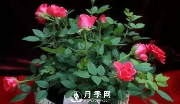 養(yǎng)護(hù)好月季花，這些蟲(chóng)害技巧你要知道(圖6)