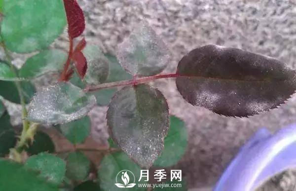 養(yǎng)護(hù)好月季花，這些蟲(chóng)害技巧你要知道(圖3)