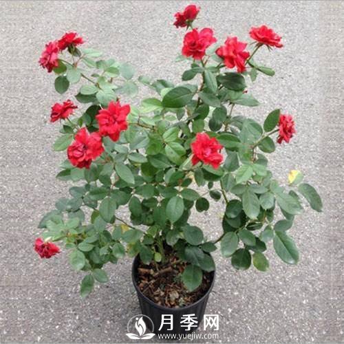 養(yǎng)護(hù)好月季花，這些蟲(chóng)害技巧你要知道(圖8)