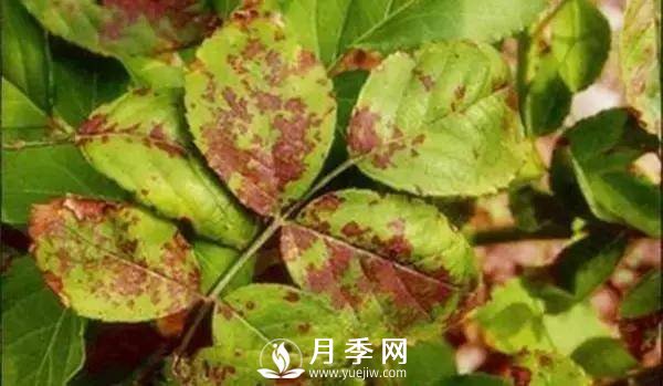 養(yǎng)護(hù)好月季花，這些蟲(chóng)害技巧你要知道(圖5)