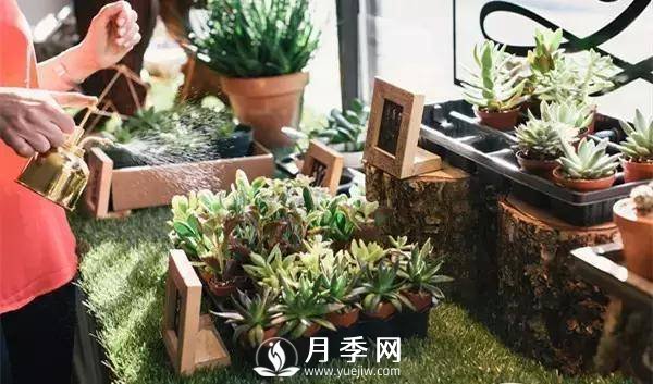 養(yǎng)護(hù)好月季花，這些蟲(chóng)害技巧你要知道(圖4)